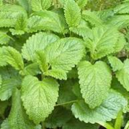 Lemon Balm