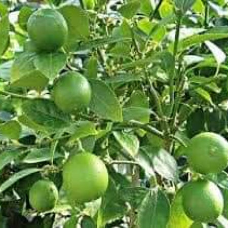 Lemon