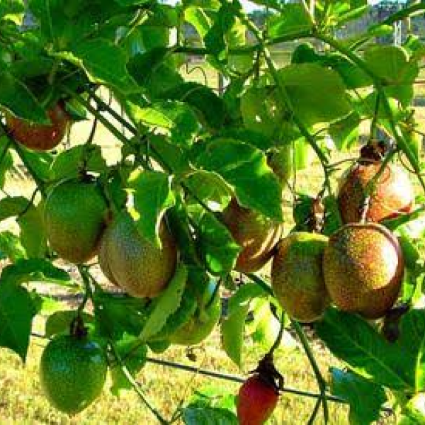 Passion Fruit Seedlings Bwebajja Fruits Tree Nursery