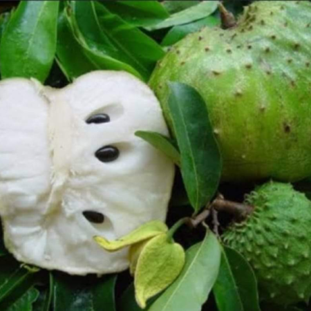 Soursop