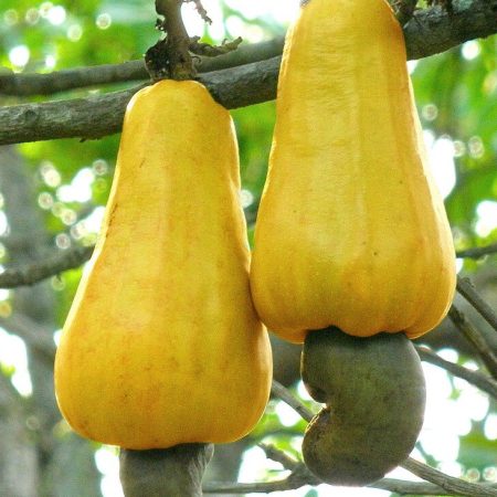 Cashew nut seedlings