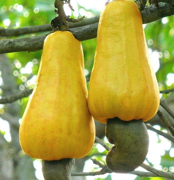 Cashew nut seedlings