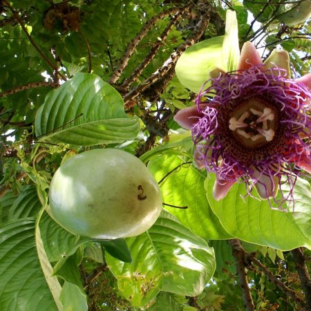 Giant Granadilla (Wuju)