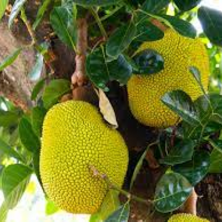 Jack Fruit