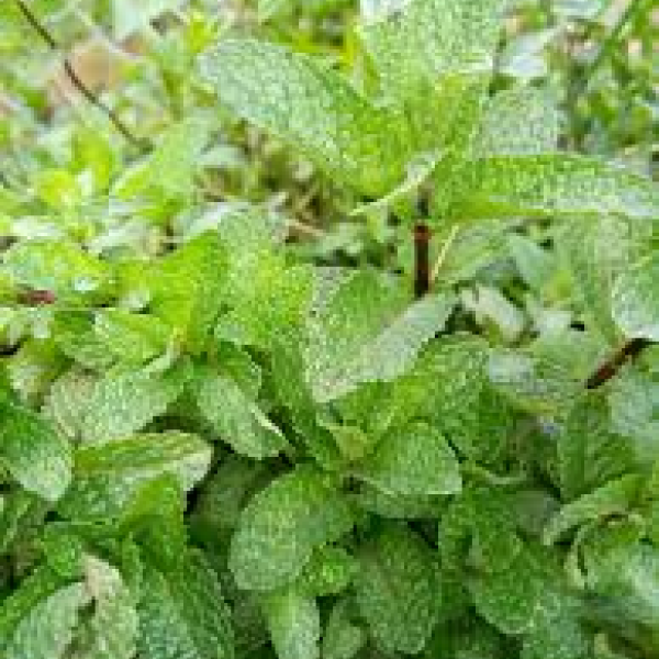 Spearmint