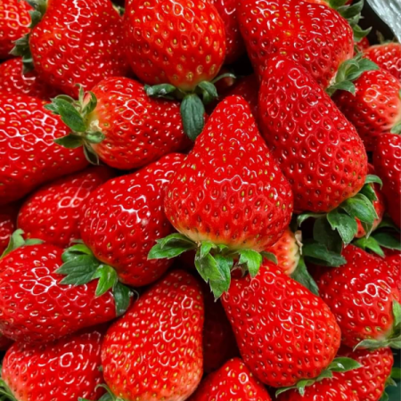 Strawberry Seedlings
