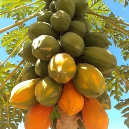 bwebajja