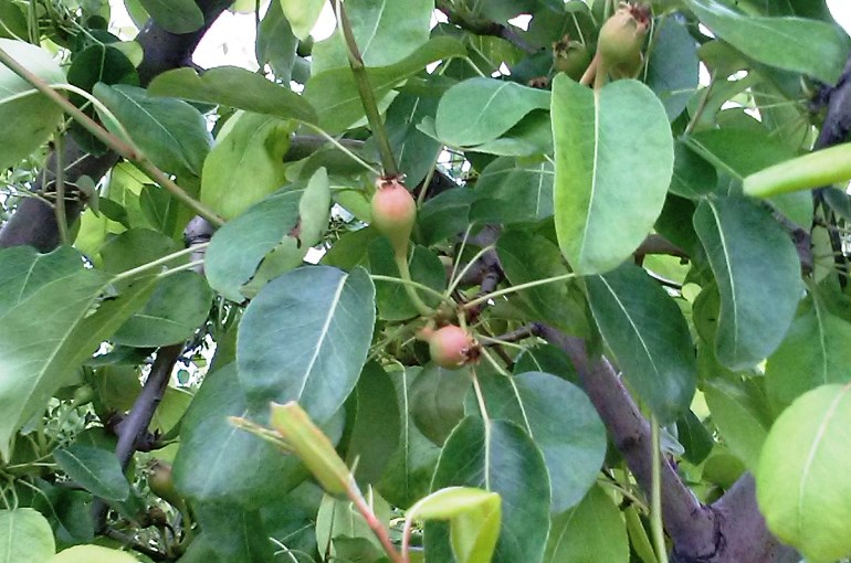 Pears