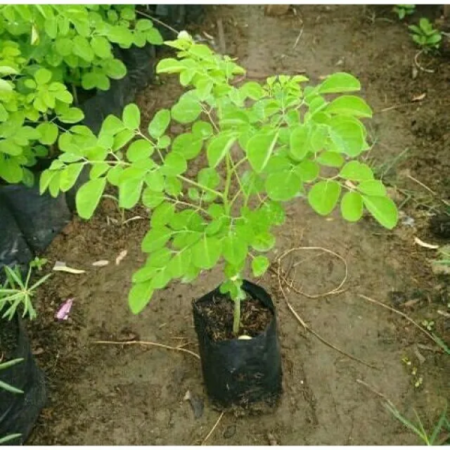 Moringa Seedlings