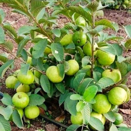 Guavas seedlings