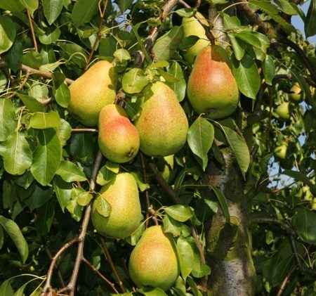 Pears