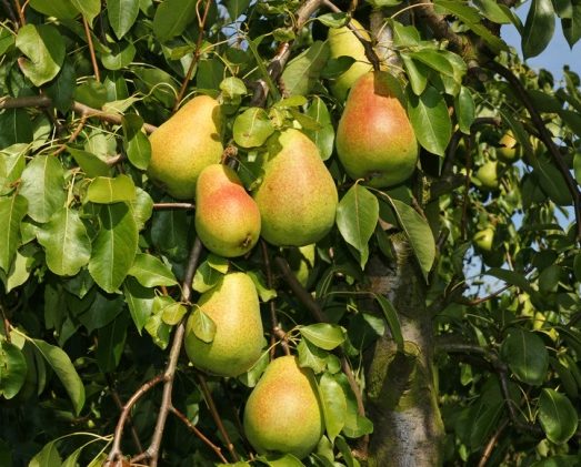 Pears