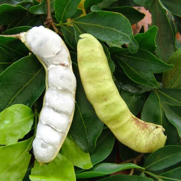 Icecream Bean (Inga edulis) seedlings