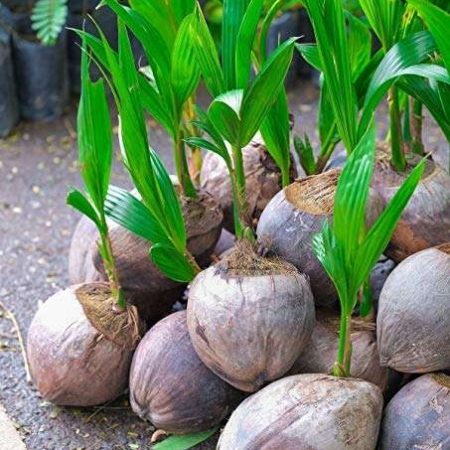 Coconut Seedlinga
