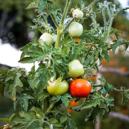Tomato Seedlings