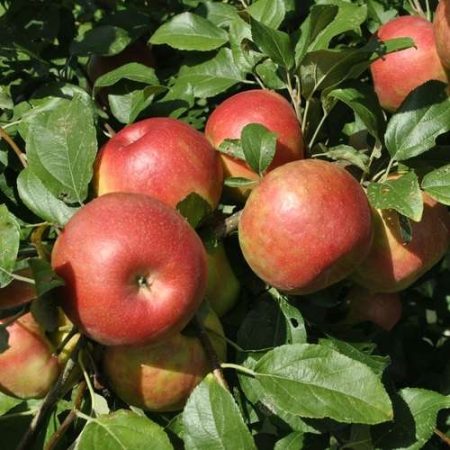 Anna Apple seedlings (Hot climate variety)