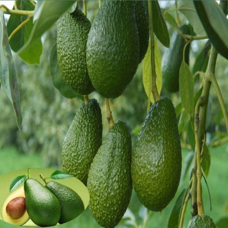 Avocado seedlings