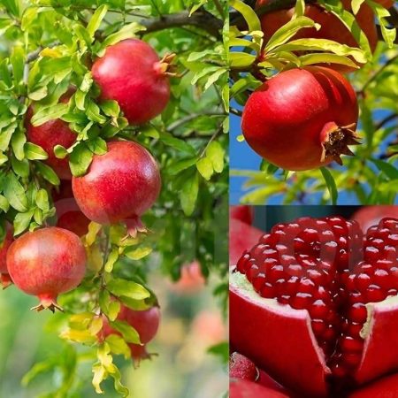 Pomegranate seedlings