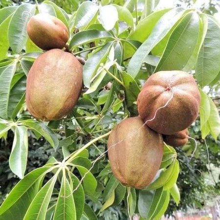 Pachira Glabra Tree seedlings