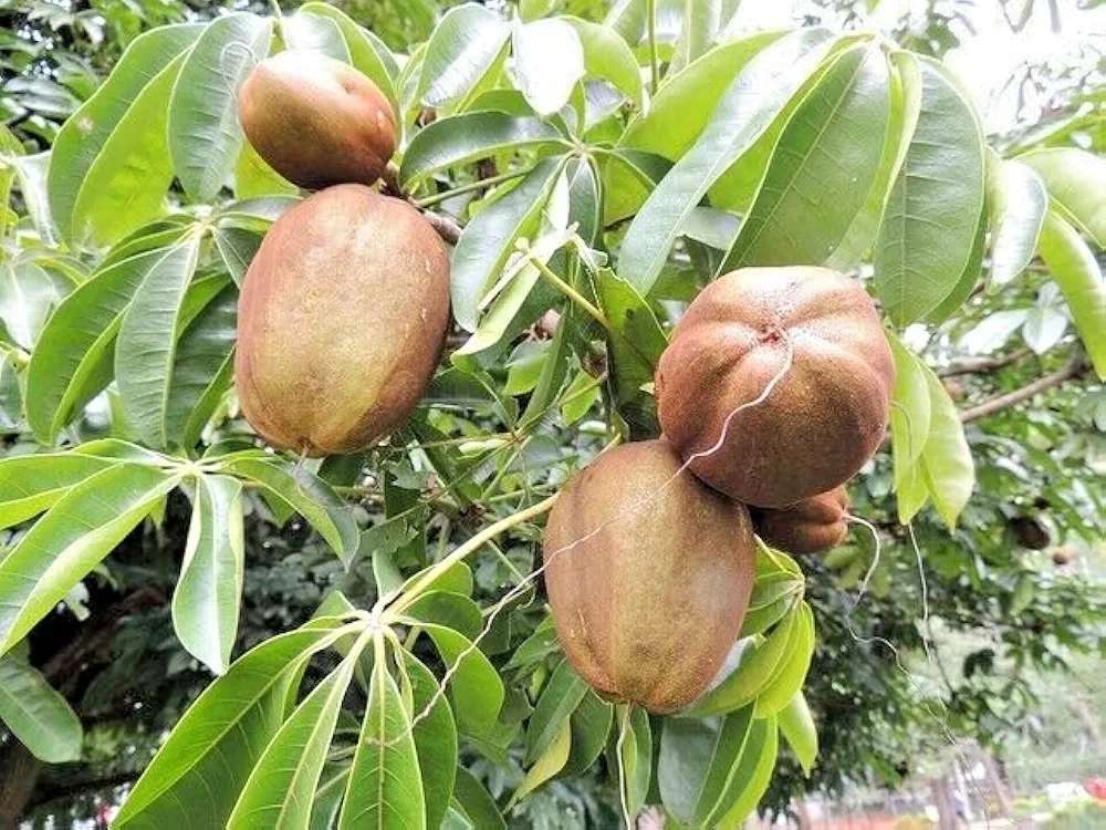 Pachira Glabra Tree seedlings