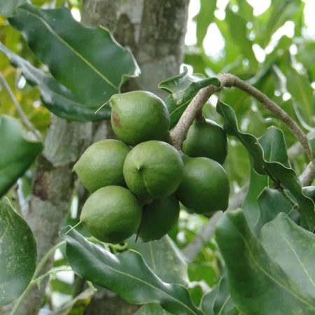 Macadamia seedlings