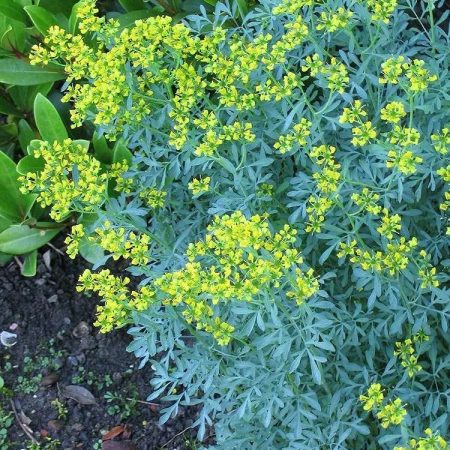 Garden Rue (Ruta graveolens)